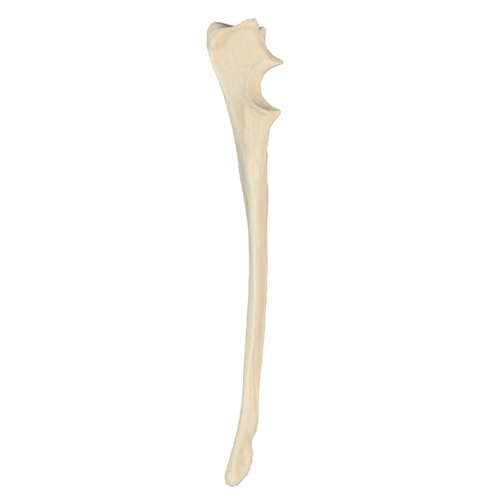 AV370 - LEFT CANINE ULNA