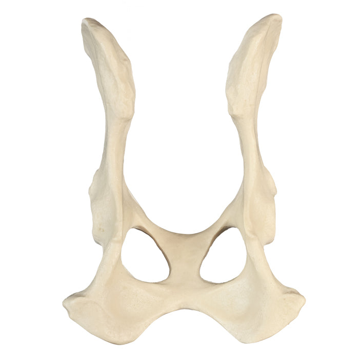 AV402 - FULL CANINE PELVIS WITHOUT SACRUM