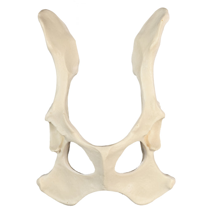 AV402 - FULL CANINE PELVIS WITHOUT SACRUM