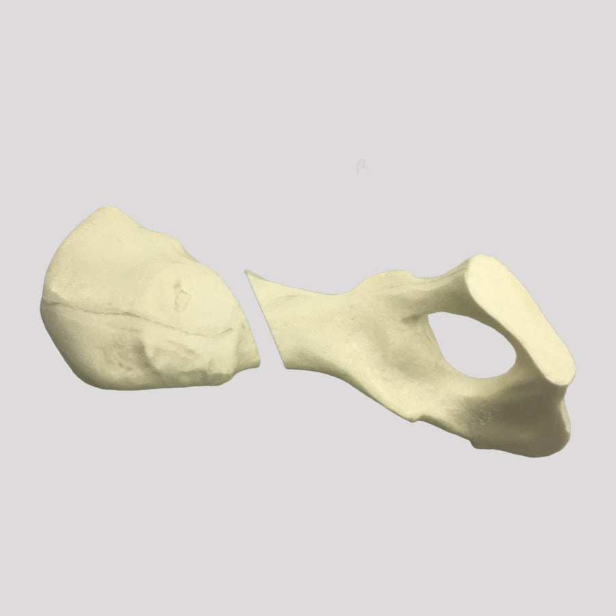 AV402EF1 - LEFT CANINE PELVIS WITH MEDIAL FX