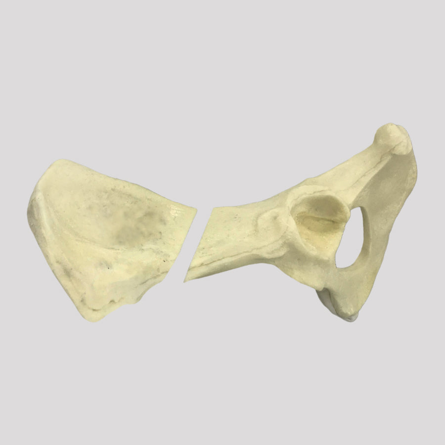 AV402EF1 - LEFT CANINE PELVIS WITH MEDIAL FX