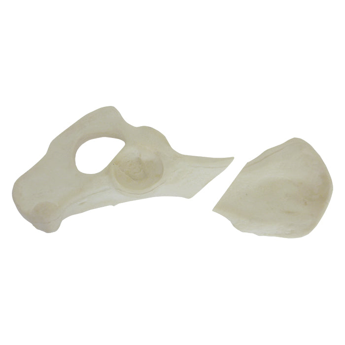 12701 - RIGHT PELVIS WITH MEDIAL RADIOPAQUE FRACTURE - BIG DOG