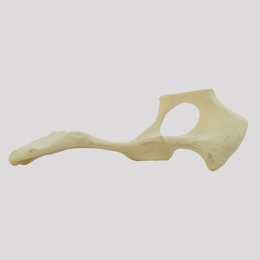 AV405 E - LEFT PELVIS - SMALL DOG