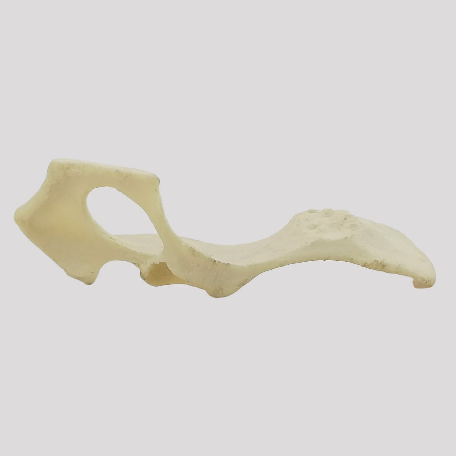 AV405 E - LEFT PELVIS - SMALL DOG