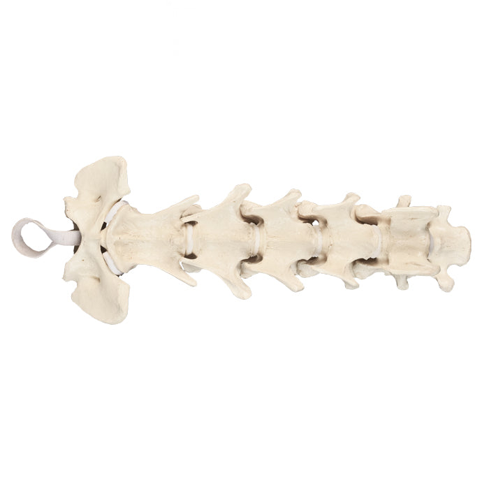 AV410 - CANINE CERVICAL SPINE