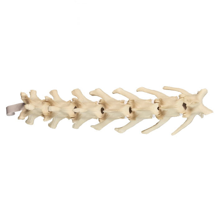 12738 - CANINE LUMBAR SPINE