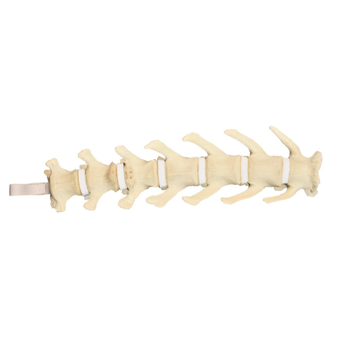 12738 - CANINE LUMBAR SPINE