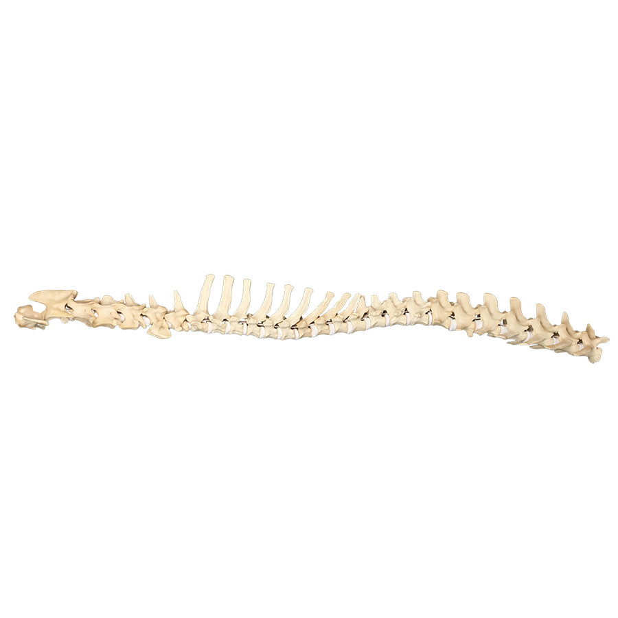 12731 - FULL CANINE SPINE