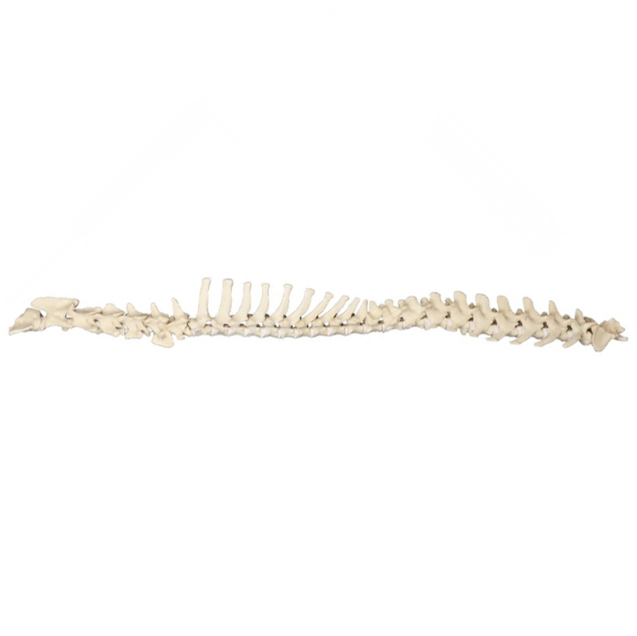 12732 - FULL CANINE SPINE WITH SACRUM