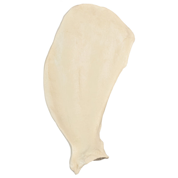 12518 - RADIOPAQUE RIGHT LARGE CANINE SCAPULA