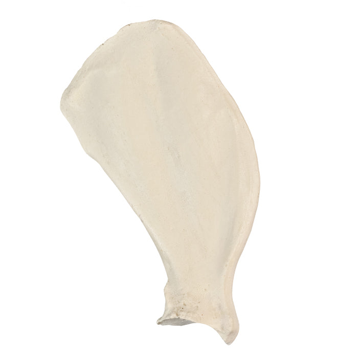 12519 - RADIOPAQUE LEFT LARGE CANINE SCAPULA