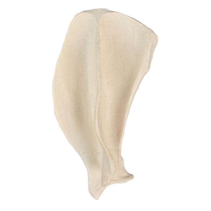 12519 - RADIOPAQUE LEFT LARGE CANINE SCAPULA