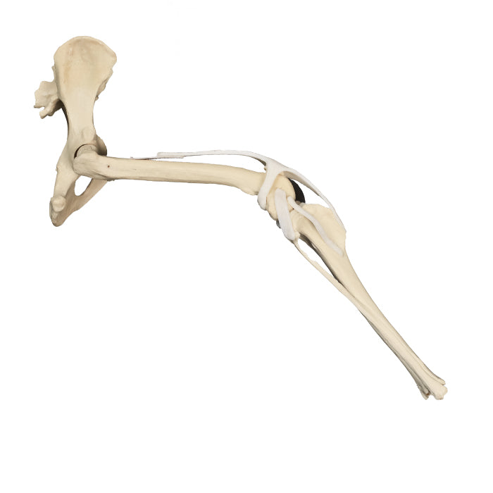AV610ESP - RIGHT CANINE PELVIS, FEMUR AND TIBIA WITH CANC. MATERIAL AND LIGAMENTS (HINDLIMB)