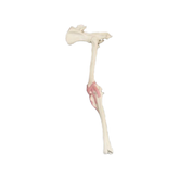 12585 - FULL CANINE PELVIS AND LEFT STIFLE WITH CANC. MATERIAL AND LIGAMENTS RADIOPAQUE (HINDLIMB)
