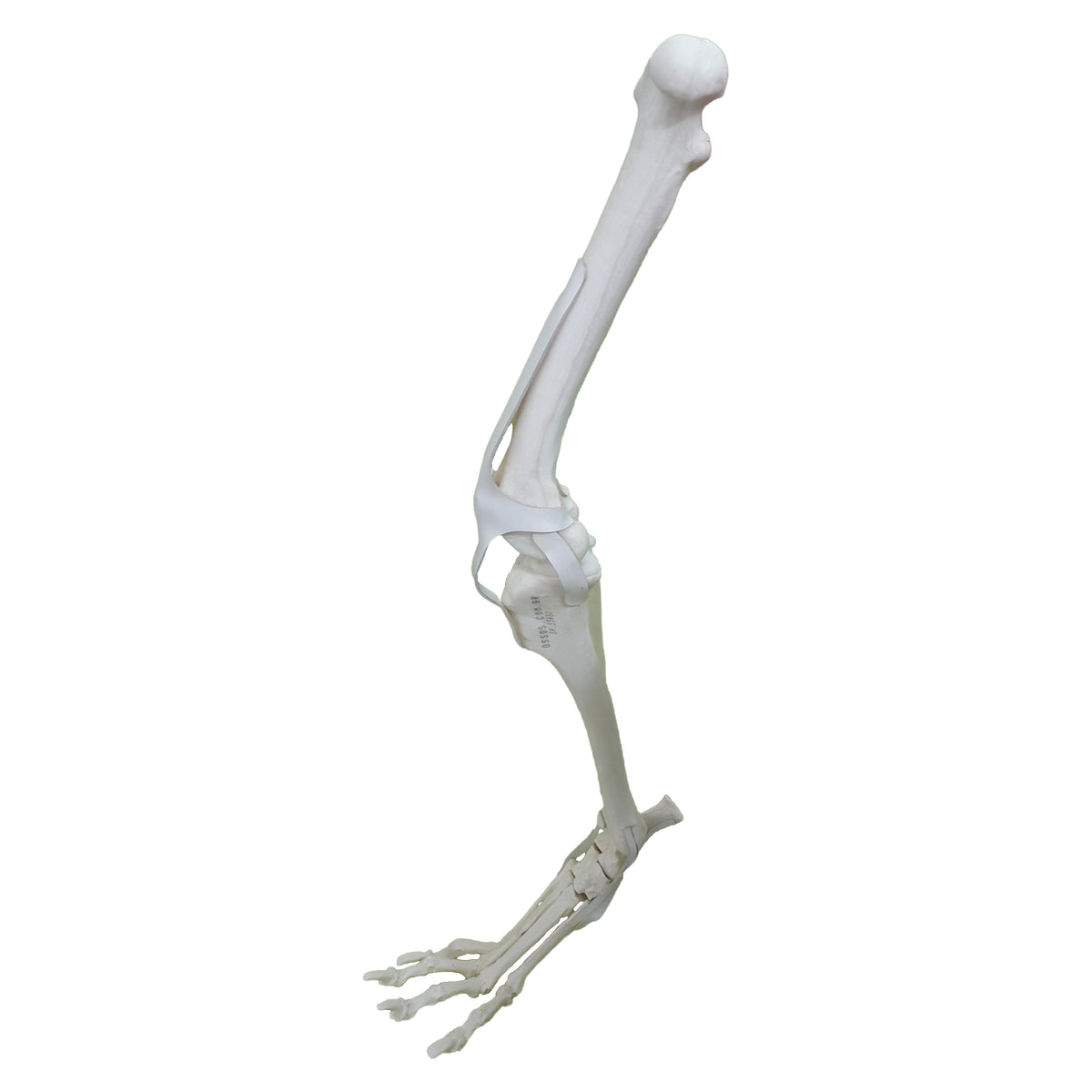 AV680 - CANINE FULL PELVIS AND RIGHT LEG WITH MED. CANAL, CANC. MATERIAL AND LIGAMENTS