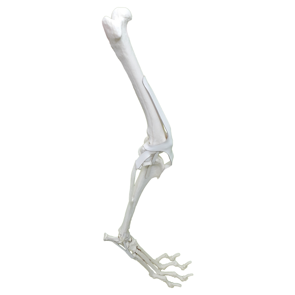 12677 - RIGHT CANINE FULL HINDLIMB WITH MED. CANAL AND CANC. MATERIAL