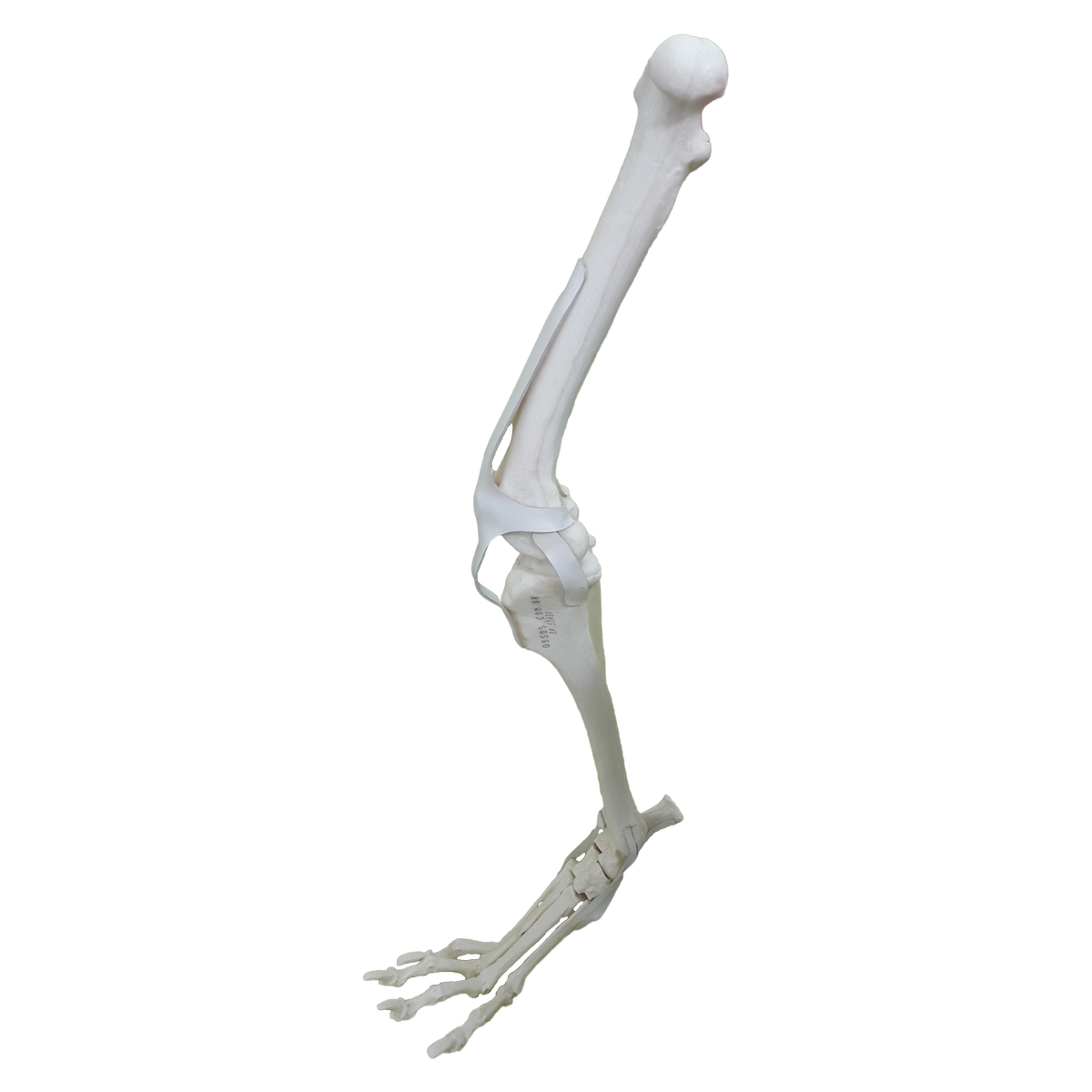 12677 - RIGHT CANINE FULL HINDLIMB WITH MED. CANAL AND CANC. MATERIAL
