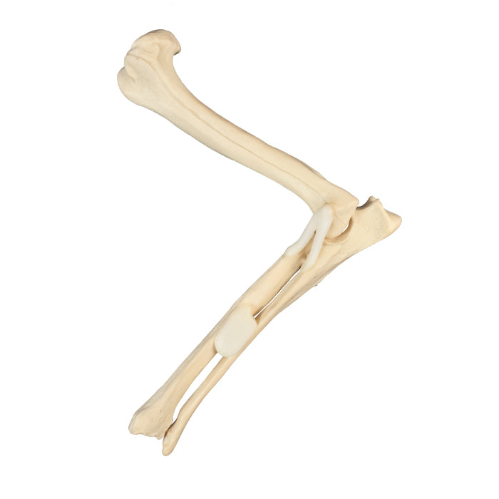AV700ESP - RIGHT CANINE ELBOW WITH CANC. MATERIAL