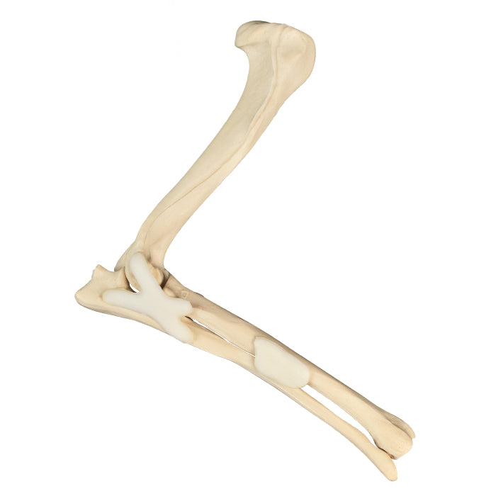 AV700ESP - RIGHT CANINE ELBOW WITH CANC. MATERIAL