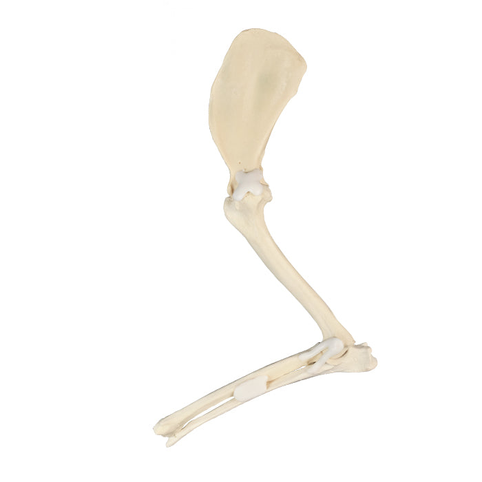 AV710 - RIGHT CANINE  ANTERIOR LIMB WITHOUT CARPUS (FORELIMB)