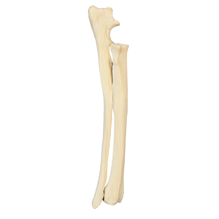 AV730 D - RIGHT CANINE FOREARM