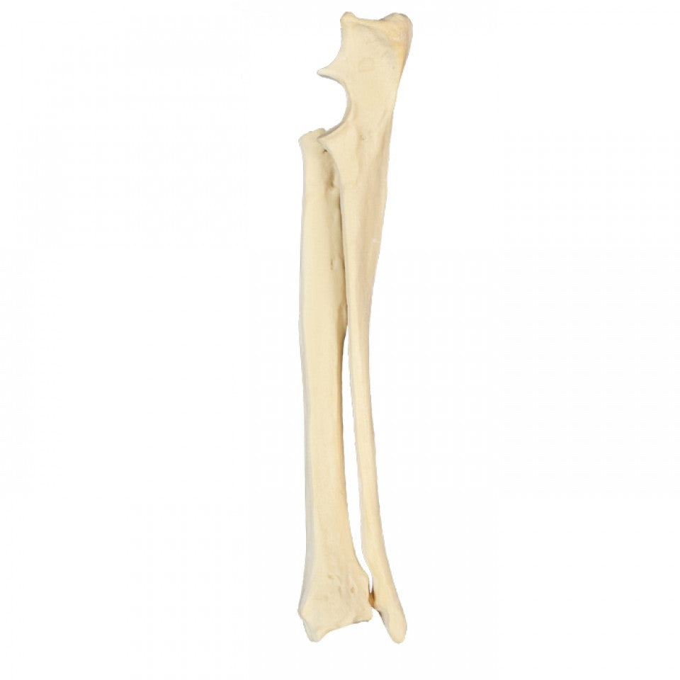 AV731 E - LEFT DOG FOREARM WITH MED. CANAL AND LIGAMENTS