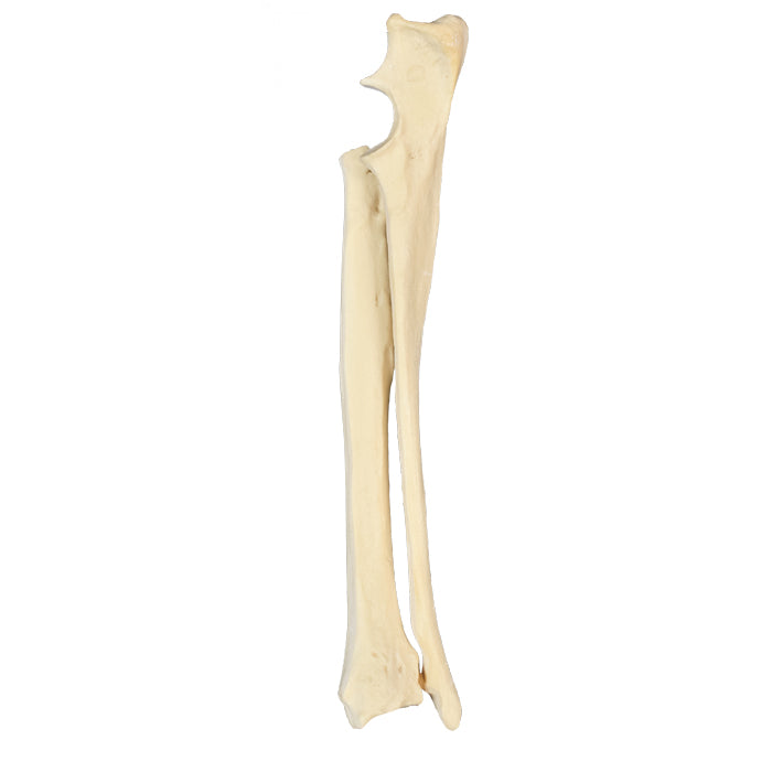 AV730 D - RIGHT CANINE FOREARM