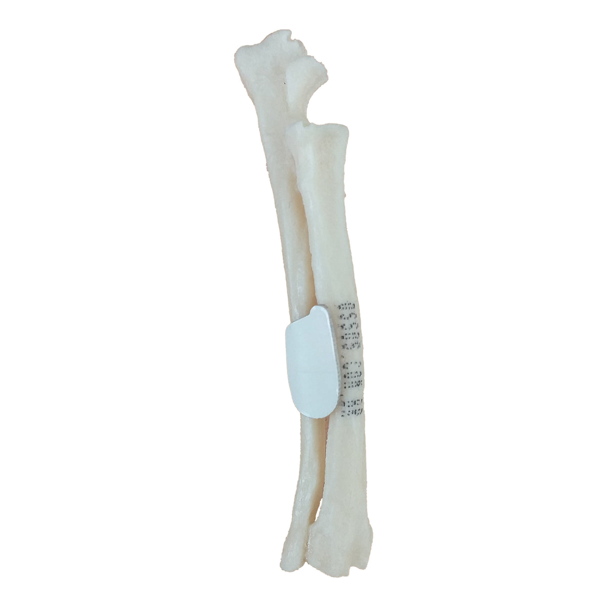 AV732 D - SMALL RIGHT CANINE FOREARM