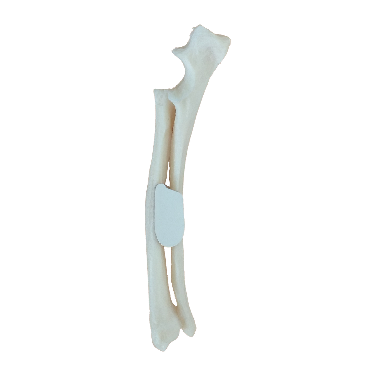 12480 - RADIOPAQUE RIGHT SMALL CANINE FOREARM