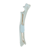 12480 - RADIOPAQUE RIGHT SMALL CANINE FOREARM