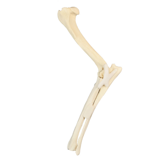 AV750 - LEFT CANINE ELBOW