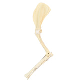 AV760 - LEFT CANINE ANTERIOR LIMB WITH LIGAMENTS (FORELIMB)