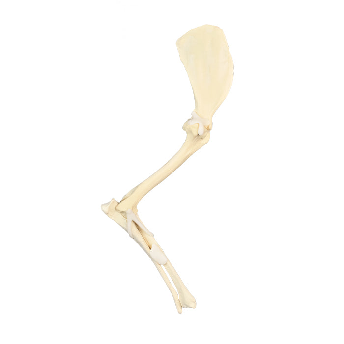 AV760 - LEFT CANINE ANTERIOR LIMB WITH LIGAMENTS (FORELIMB)