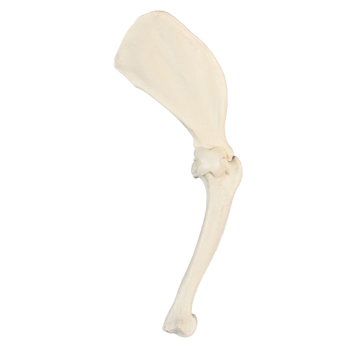 AV770ESP - LEFT SHOULDER WITH CANC. MATERIAL AND LIGAMENTS