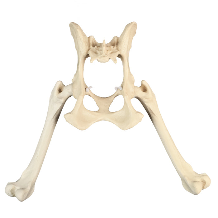 AV800ESP - FULL CANINE PELVIS WITH RIGHT AND LEFT FEMUR, CANC. MATERIAL AND LIGAMENTS