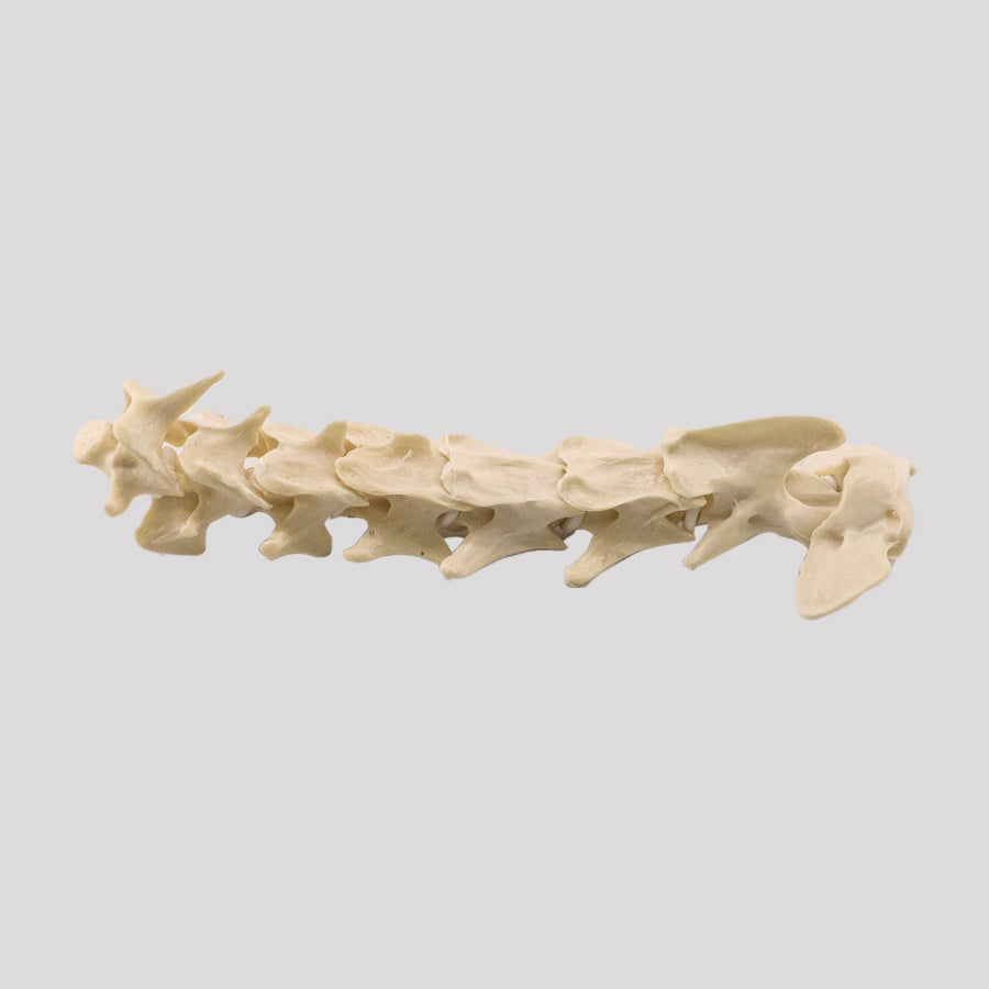 11871 - CERVICAL SPINE - MEDIUM DOG