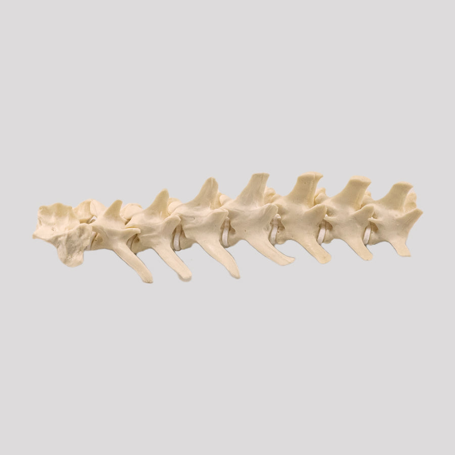 11873 - MEDIUM DOG LUMBAR COLUMN