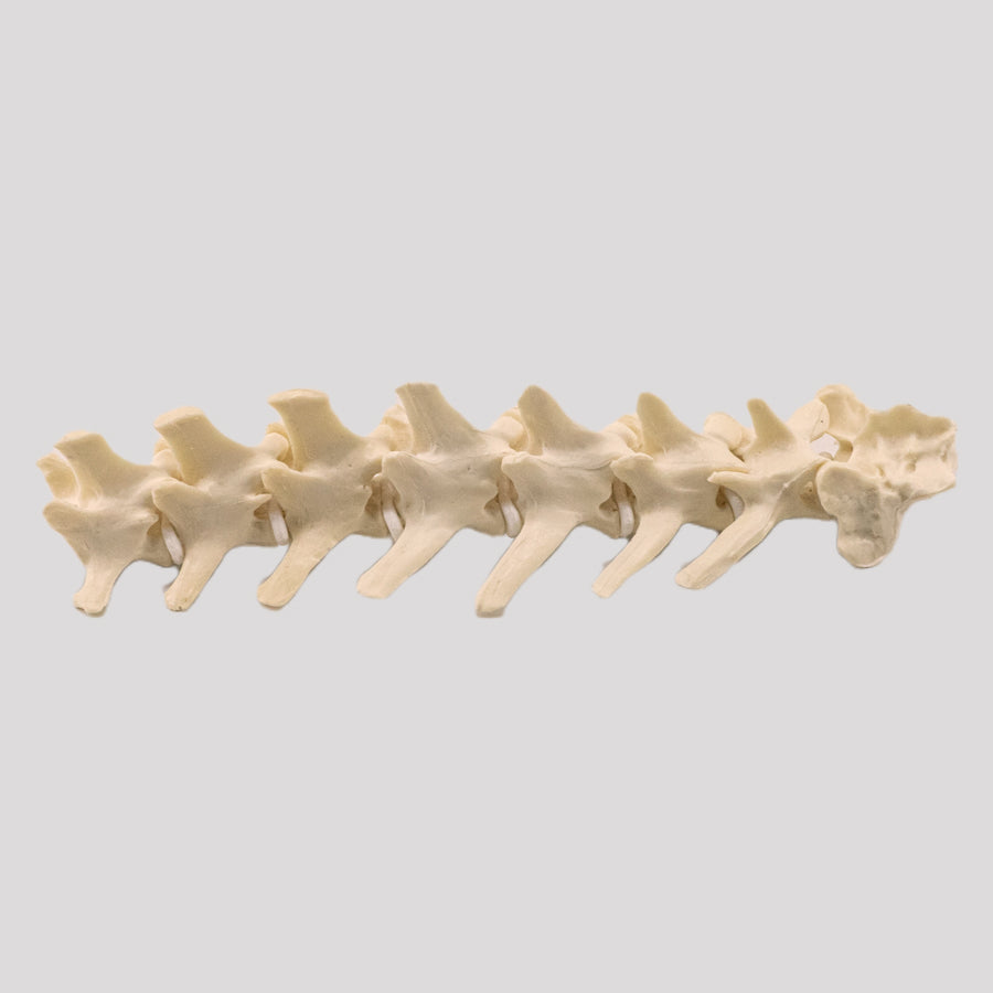 11873 - MEDIUM DOG LUMBAR COLUMN