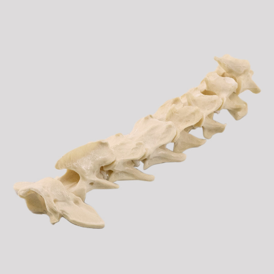 11871 - CERVICAL SPINE - MEDIUM DOG
