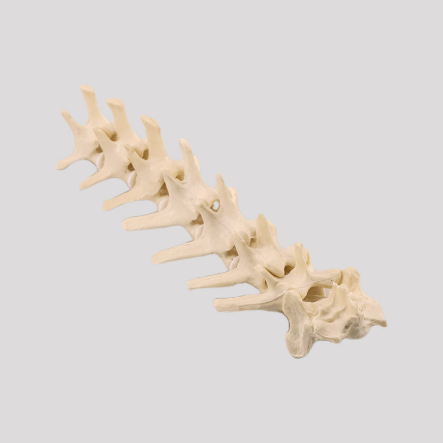 11873 - MEDIUM DOG LUMBAR COLUMN