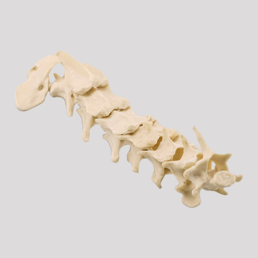 11871 - CERVICAL SPINE - MEDIUM DOG