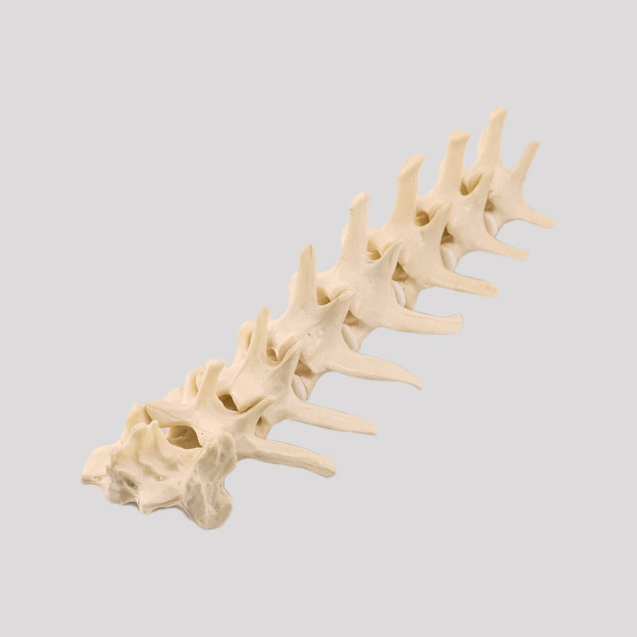 11873 - MEDIUM DOG LUMBAR COLUMN