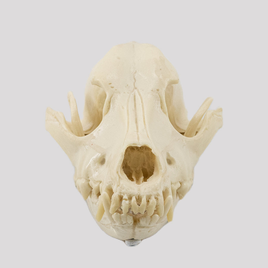 11866 - MEDIUM DOG SKULL