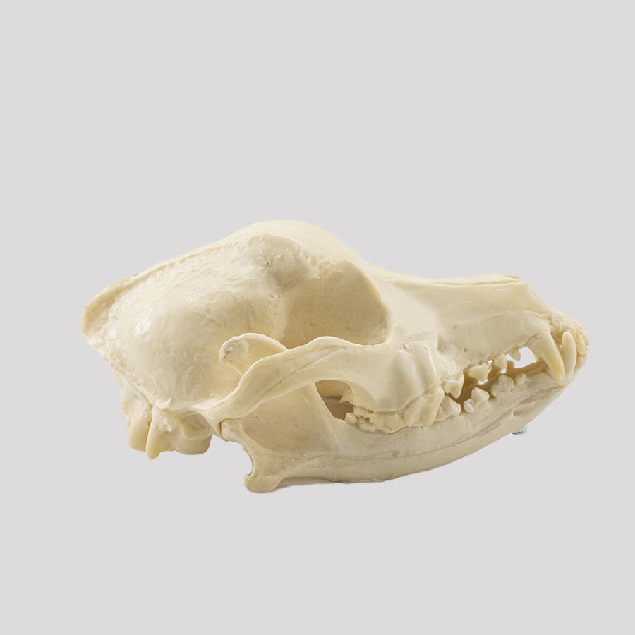 11866 - MEDIUM DOG SKULL