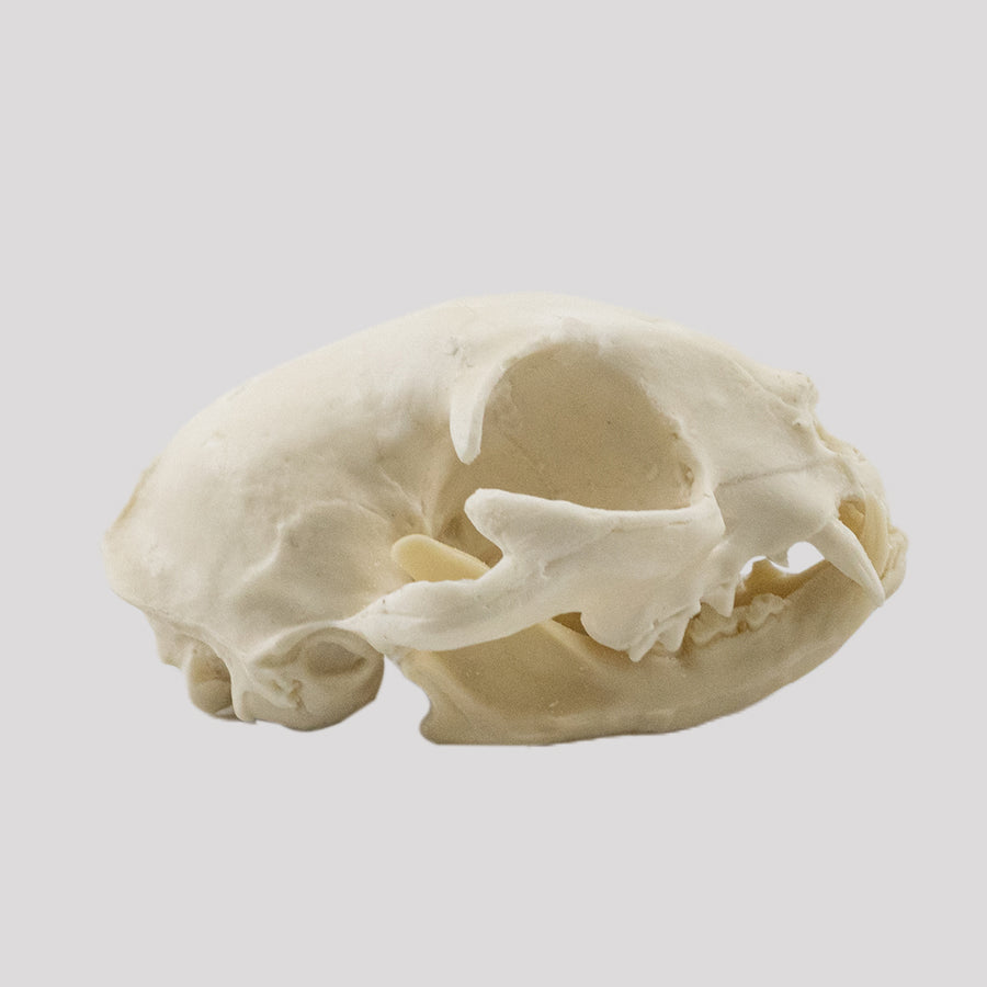 12798 - CAT SKULL