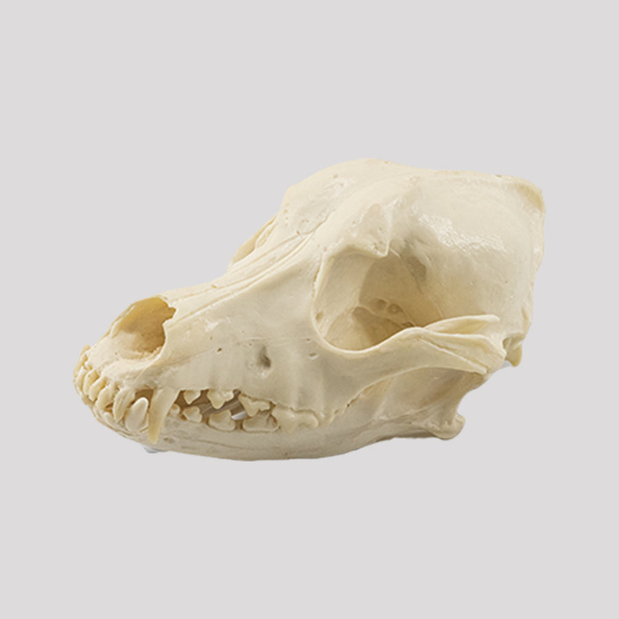 11866 - MEDIUM DOG SKULL