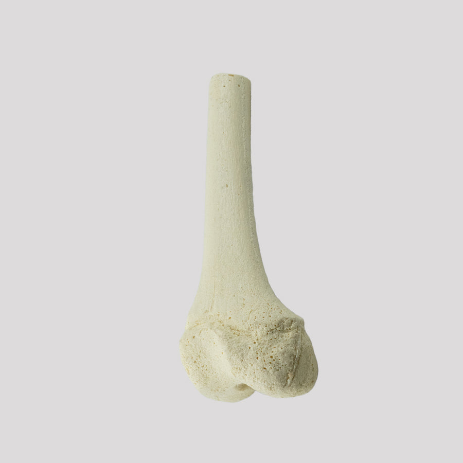 1013 D - LEFT JUVENILE DISTAL FEMUR