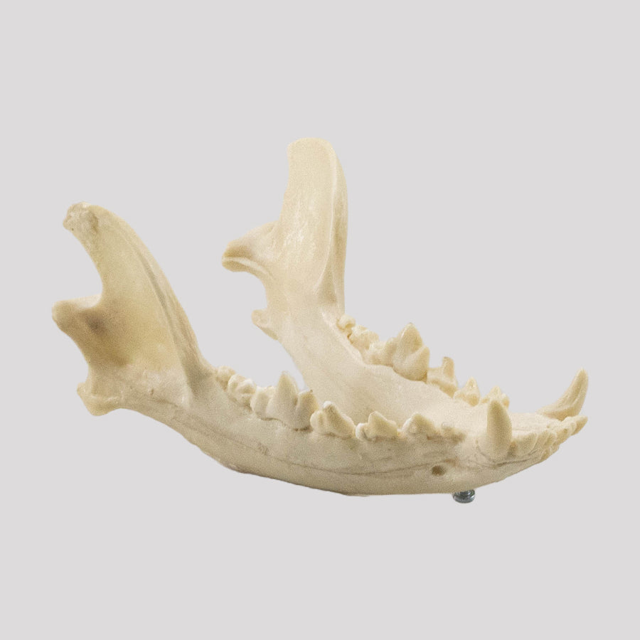 11865 - MEDIUM DOG JAW