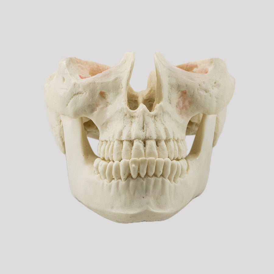 12790 - CLASS III DUMMY