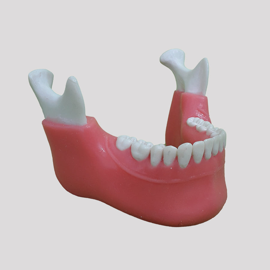 P 4013 GT - MANDIBLE WITH ALL TEETH AND GINGIVAL LINE